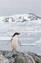 118 Antarctica, Yalour Island, adeliepinguin
